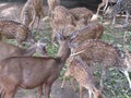 Members of the deer family, typically have compact torsos