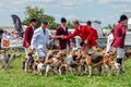 Foxhounds and Beagles at the Hanbury Countryside Show, Worcestershire, England. Royalty Free Stock Photo