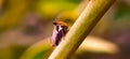 Membracidae insect on leaf Treehoppers Insect Royalty Free Stock Photo