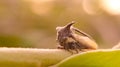 Membracidae insect on leaf Treehoppers Insect Royalty Free Stock Photo