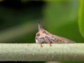 Membracidae insect on leaf TreehoppersInsect Royalty Free Stock Photo