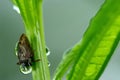 (Membracidae) treehopper