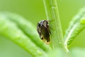 (Membracidae) treehopper Royalty Free Stock Photo