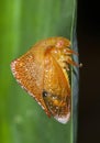 Membracidae Treehopper Royalty Free Stock Photo