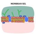 Cell Membran Royalty Free Stock Photo