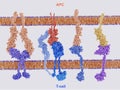 Membrane proteins involved in the activation and inhibition of