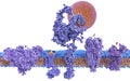 Structure variety of membrane proteins: