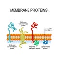 Membrane proteins. Vector illustration for biological, science and educational use