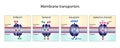 Membrane transporters of ions and molecules. membrane channels: Aquaporin, Gated ion channel, Symporter and Antiporter Royalty Free Stock Photo