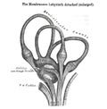 Membranous labyrynth detached - from a 19th century anatomy textbook