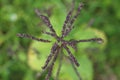 Membranous nettle Royalty Free Stock Photo