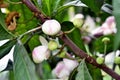 Membrillo, sachamango or heaven lotus flower