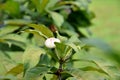 Membrillo, sachamango or heaven lotus flower