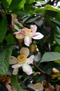Membrillo, sachamango or heaven lotus flower