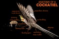 Meme, Anatomy Of A Cockatiel, sarcastic funny bird memes
