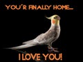 Meme, Parrot Quote, Cockatiel very cute happy crest down, smiling, happy face in studio on a reflective surface, I love you Royalty Free Stock Photo