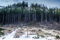 The memento of the storm in forest