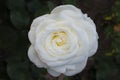 2023 spring rose in white Royalty Free Stock Photo
