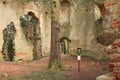 Memorable tree growing in the ruins of the chapel of St. Mary Magdalene