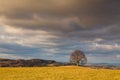 Memorial maple tree on the mystic place in Votice, Czech Republic Royalty Free Stock Photo