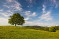 Memorial maple tree on the mystic place in Votice Royalty Free Stock Photo