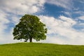 Memorial maple tree on the mystic place in Votice Royalty Free Stock Photo