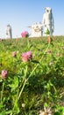 Flowering meadow in front of the Memorial of the glorious Heroes of Panfilov division, Dubosekovo, Moscow region, Russia.