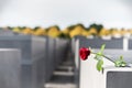 Memorial to the Murdered Jews of Europe, Berlin, Germany. Lonely Rose Flower