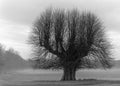 Memorial Tree Royalty Free Stock Photo