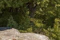 Memories of the Century old elm tree over 700 years old, irreversibly damaged due to strong wind Royalty Free Stock Photo