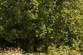 Memories of the Century old elm tree over 700 years old, irreversibly damaged due to strong wind and overwetting Royalty Free Stock Photo