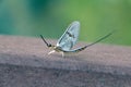 A beautiful Mayfly, (Ephemera danica).