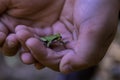 Care about this little Japanese tree frog. Royalty Free Stock Photo