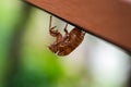 cicada moult close up in morning light