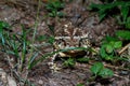 Common Asiatic Toad s (Duttaphrynus melanostictus) in the wood