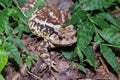 Common Asiatic Toad s (Duttaphrynus melanostictus) in the wood