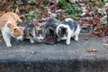 four cats eating from same feeding bowl sharing cat food Royalty Free Stock Photo