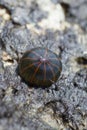 Orange striped green sea anemone diadumene lineata hiding in a shell