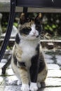 Beautiful cat hiding under the chair and staring Royalty Free Stock Photo