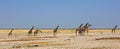 Panoramic view of a large herd of Giraffe on the dry African Plains