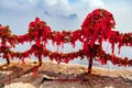 Memory locks on the sacred Huashan mountain. China. Royalty Free Stock Photo