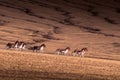 Memory in TibetÃ¯Â¼Å¡Wild Animals Royalty Free Stock Photo