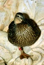 MEMPHIS, UNITED STATES - Nov 26, 2005: Duck relaxes