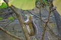 Memphis Zoo - Squirrel Up the Tree