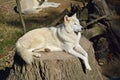 Memphis Zoo - Wolf