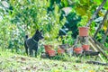 Men best friend outing enyoing the garden