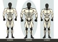 Men body types diagram with the three somatotypes Ectomorph, Mesomorph and Endomorph Royalty Free Stock Photo