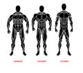 Men body types diagram with three somatotypes vector Royalty Free Stock Photo