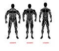 Men body types diagram with three somatotypes vector Royalty Free Stock Photo