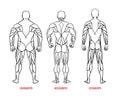 Men body types diagram with three somatotypes vector Royalty Free Stock Photo